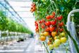 Tomatenteler