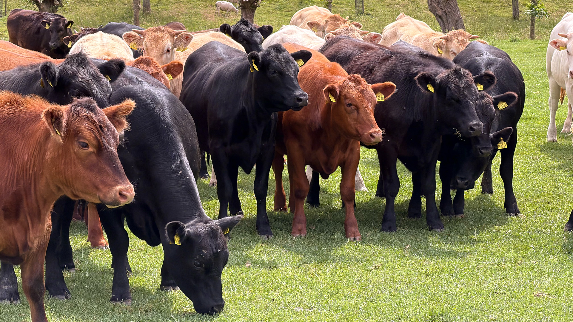 Palmesteyn — Blonde d'Aquitaine · Wagyu · Black Angus