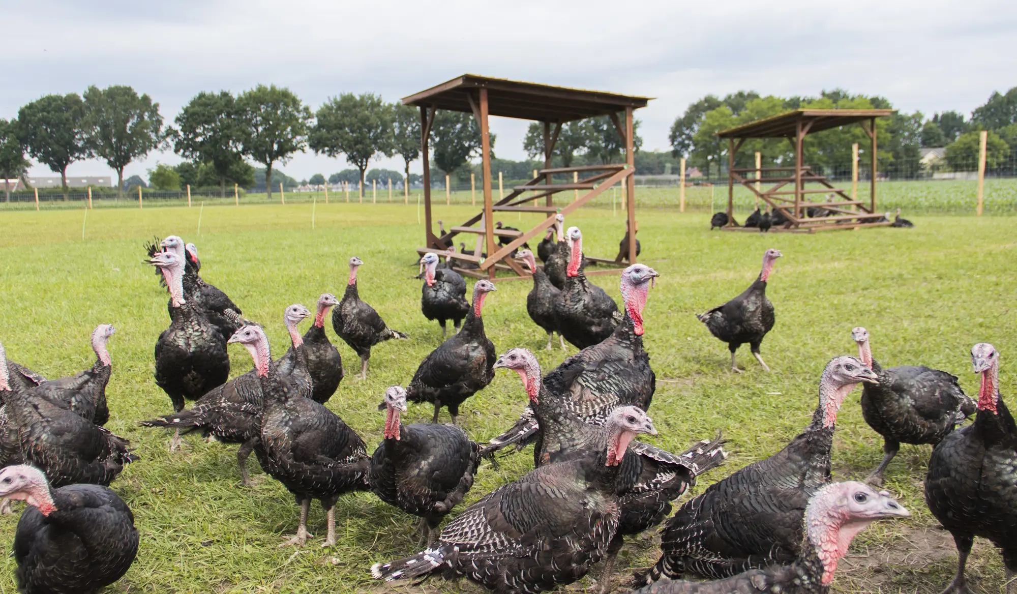 Direct van Nederlandse boeren